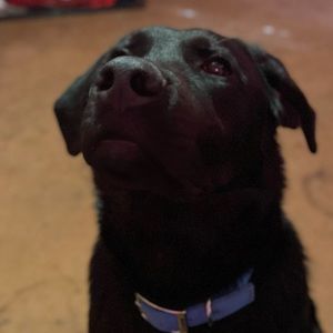 Meet your Posher, Nikki